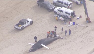 Beloved whale washes up on Delaware’s Bethany Beach – NBC10 Philadelphia