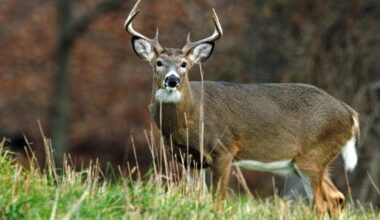 Start date of deer season in Pennsylvania staying put for now | Berks Regional News