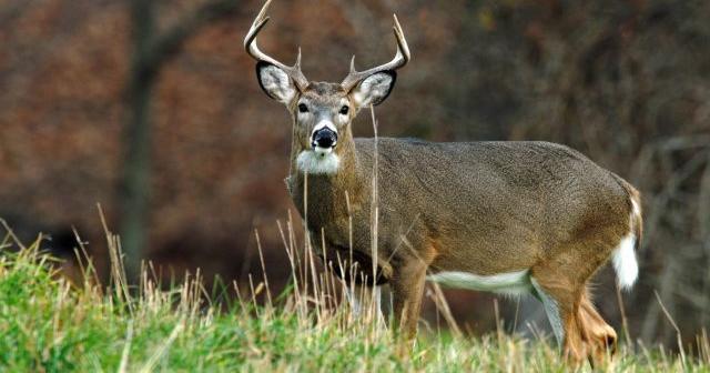 Start date of deer season in Pennsylvania staying put for now | Berks Regional News