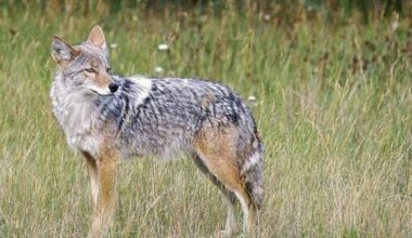 Bethlehem Township warns residents about coyotes | Inside Your Town