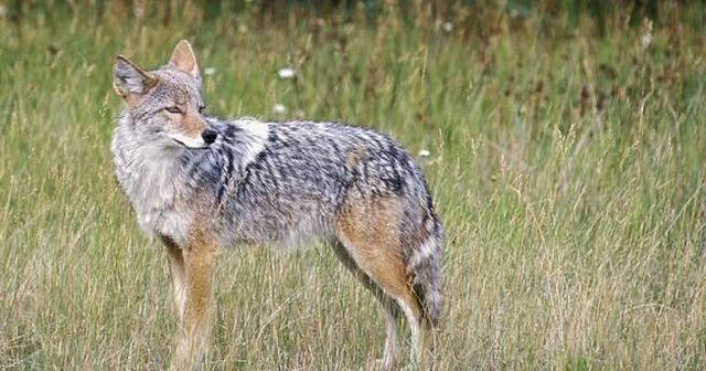 Bethlehem Township warns residents about coyotes | Inside Your Town