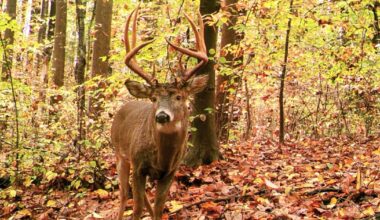 PA Game Commission votes to keep start of deer season on Saturday after Thanksgiving | Outdoors