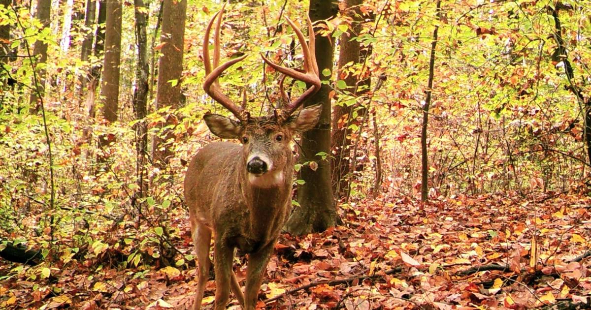PA Game Commission votes to keep start of deer season on Saturday after Thanksgiving | Outdoors
