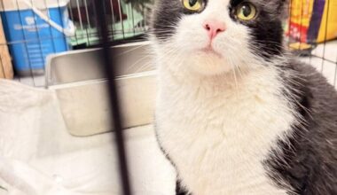 Animal Organizations Save Cats from Demolished Home | News