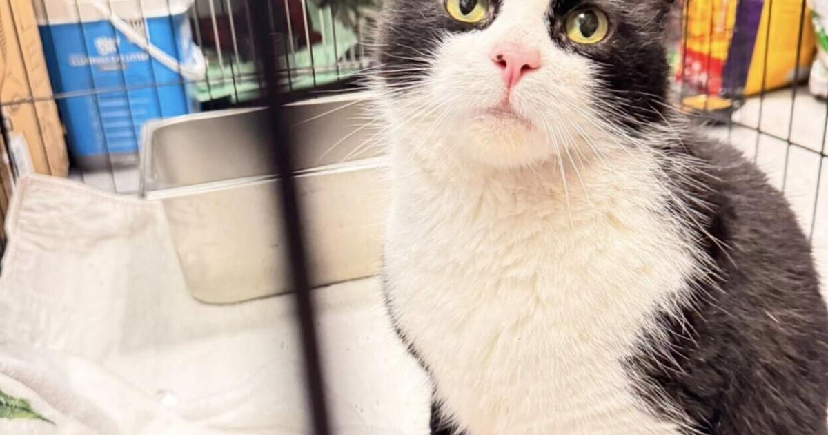 Animal Organizations Save Cats from Demolished Home | News