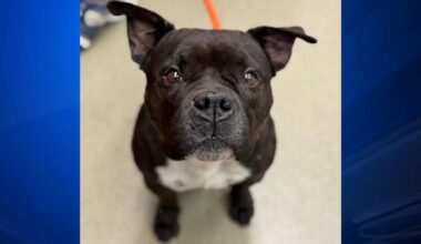 Furry Friends: Oregano & Loofah | Berks Regional News