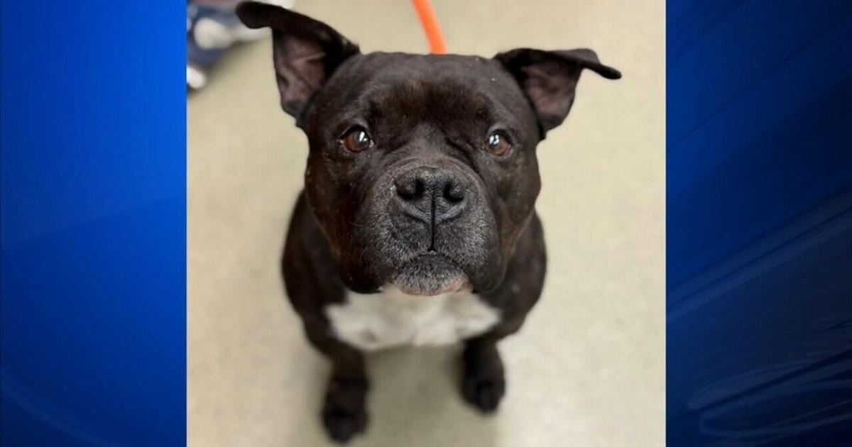 Furry Friends: Oregano & Loofah | Berks Regional News