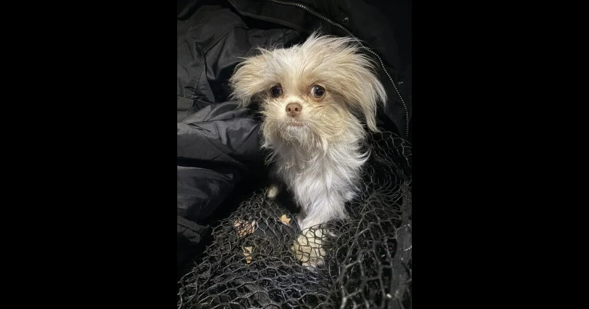 Adopted dog goes on the lam for 10 days in Bethlehem | Community