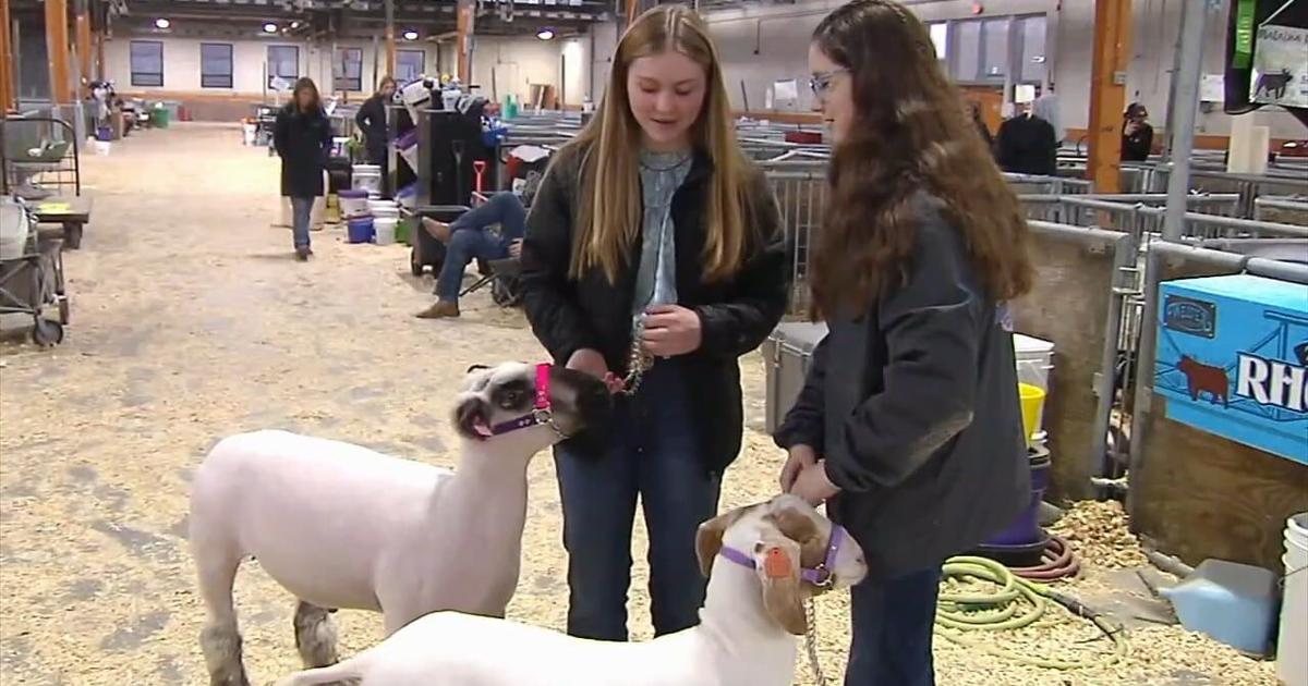 Local 4H students showing off their animals at PA Farm Show | Pennsylvania News
