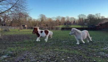 Two tiny ponies frolicking around a field | Talker