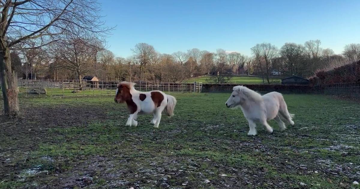 Two tiny ponies frolicking around a field | Talker