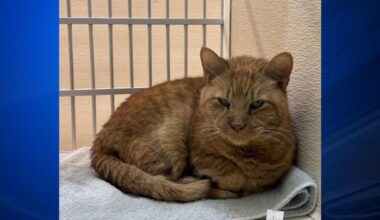 Furry Friends: Hondo & White Fang | Berks Regional News