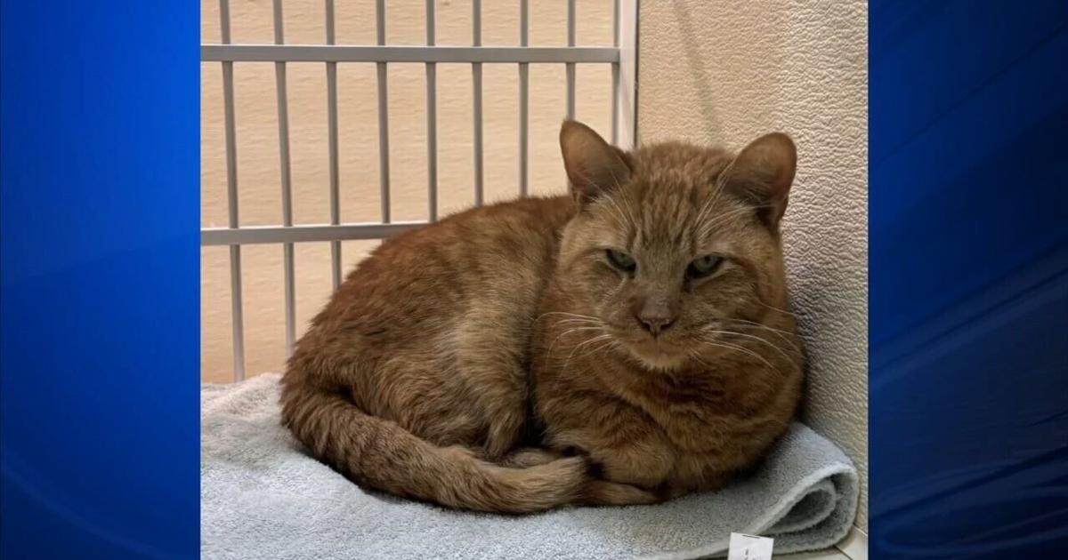 Furry Friends: Hondo & White Fang | Berks Regional News