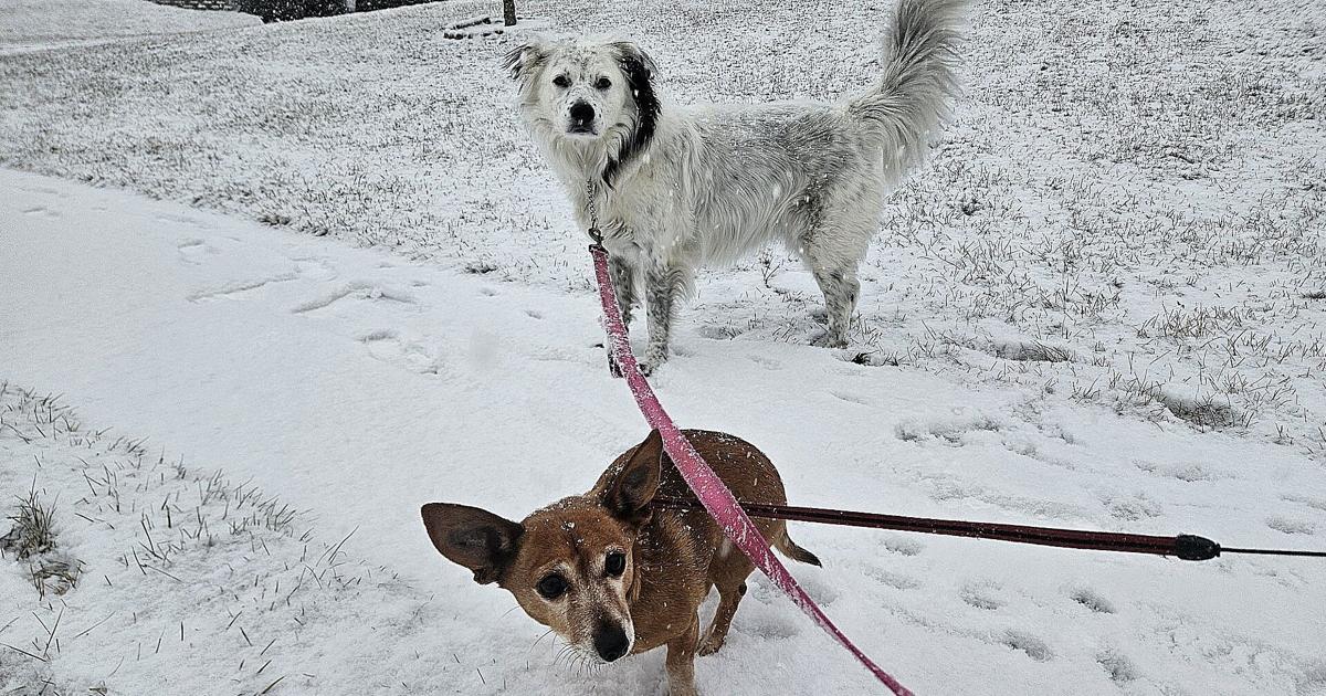 YOUR PHOTOS: Snow around the region | Berks Regional News