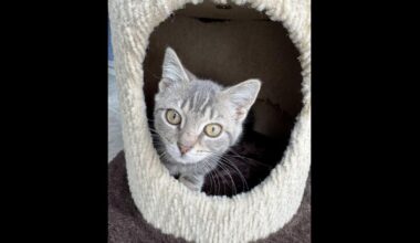 'Spreading kindness': Lehigh Valley’s new cat café, thrift store help community programs | Eat, Sip, Shop