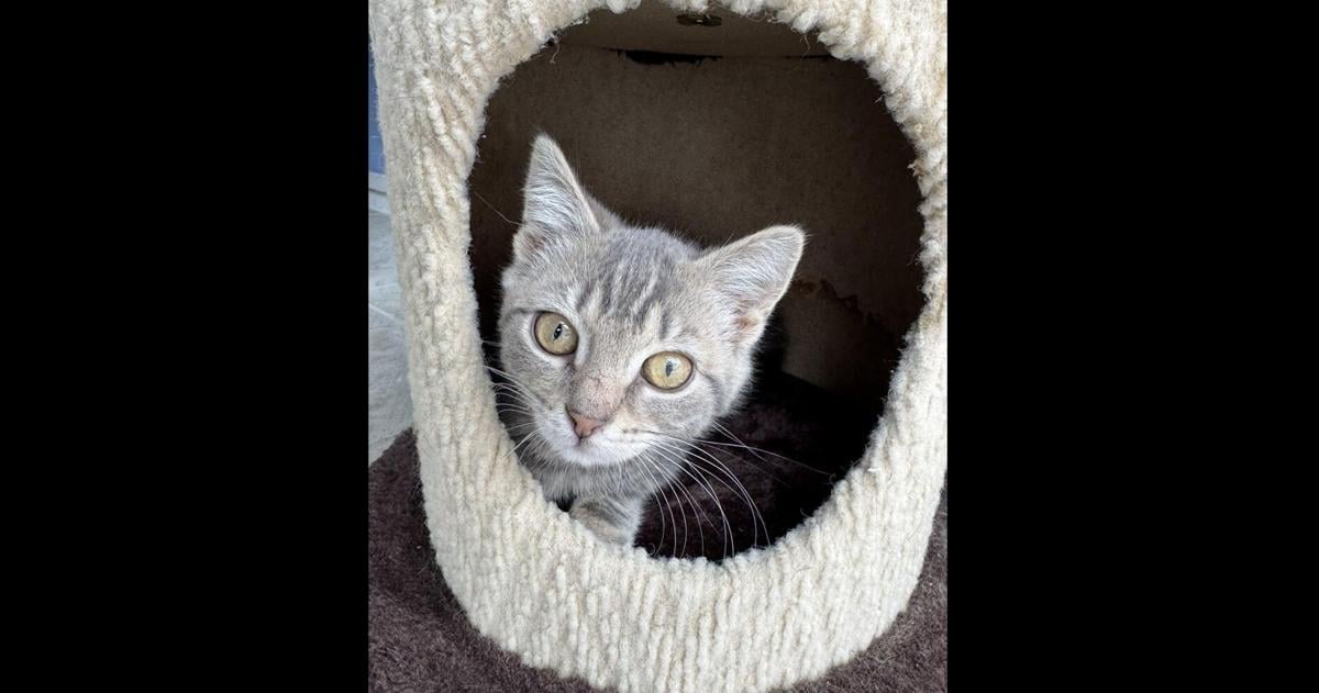 'Spreading kindness': Lehigh Valley’s new cat café, thrift store help community programs | Eat, Sip, Shop