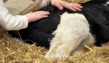 New Farmers Lean into Mentorships in Pennsylvania | Harrisburg