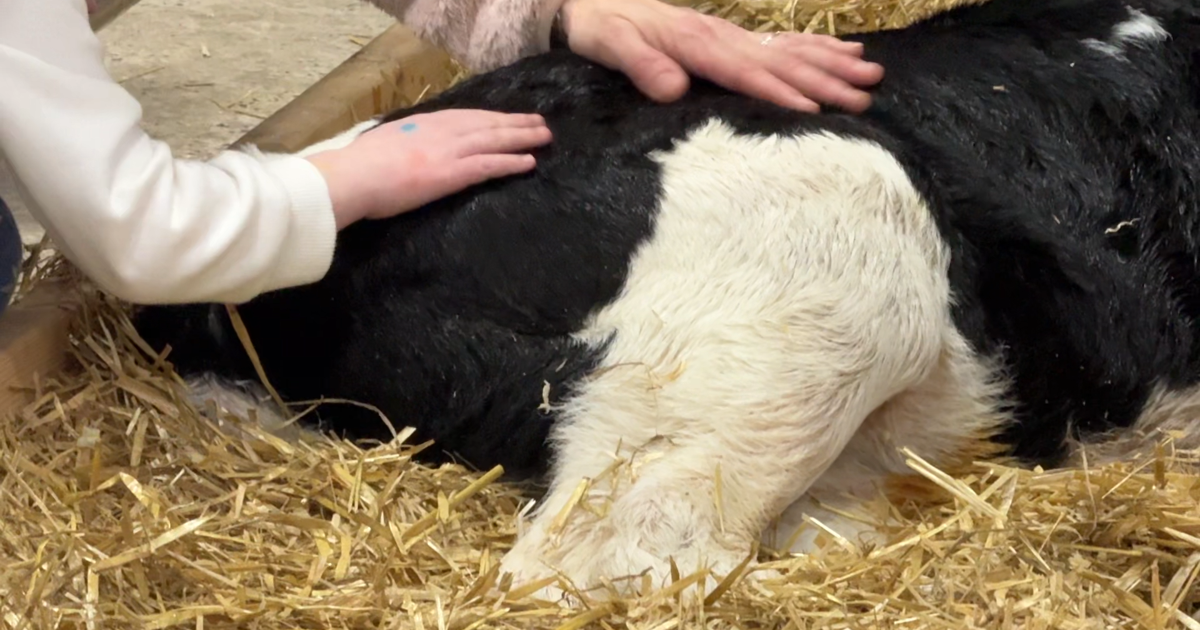 New Farmers Lean into Mentorships in Pennsylvania | Harrisburg