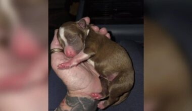 Newborn puppies abandoned near Tobyhanna dumpster; 1 dead, 4 recovering | Allentown Area