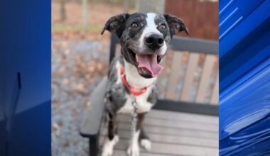 Furry Friends: Esther & Matty | Berks Regional News