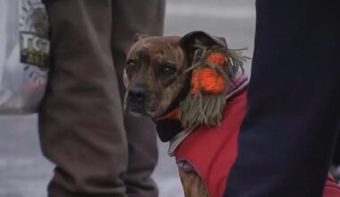 Shelter for all: Allentown YMCA and LV Humane Society partner to house people and pets | Allentown Area