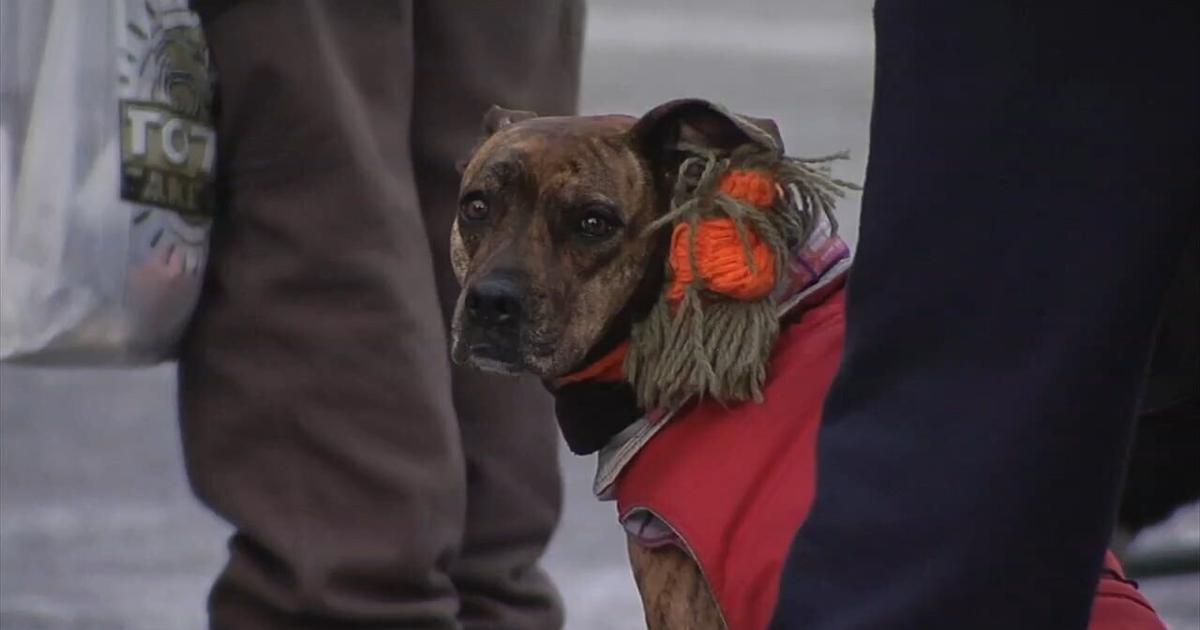 Shelter for all: Allentown YMCA and LV Humane Society partner to house people and pets | Allentown Area