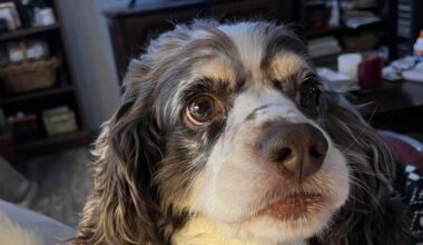 Teddy watching WFMZ for snow updates |