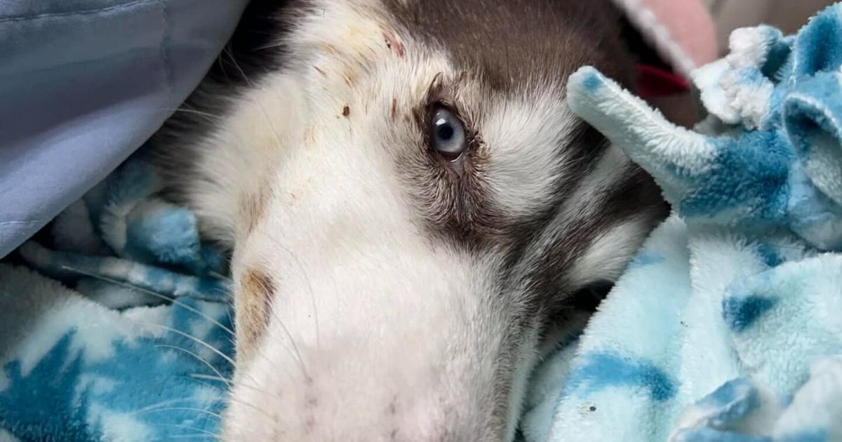 Senator Laughlin Proposes “Aimee’s Law” for Animal Safety | News