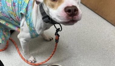 Animal Cruelty Charges Filed After Dog Abuse Video Released | News