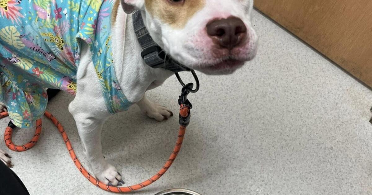 Animal Cruelty Charges Filed After Dog Abuse Video Released | News