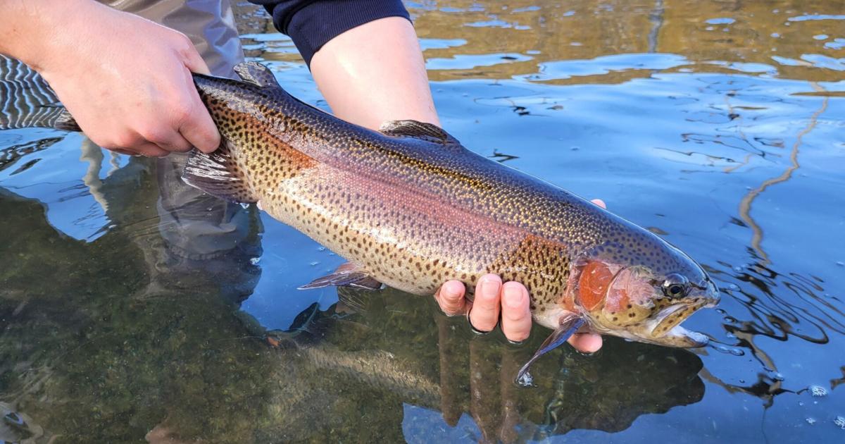 Pennsylvania releases 2026 trout stocking schedule | Pennsylvania News