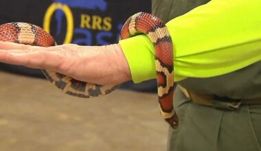 Popular event focused on pets set to draw families in from cold in Allentown | Allentown Area