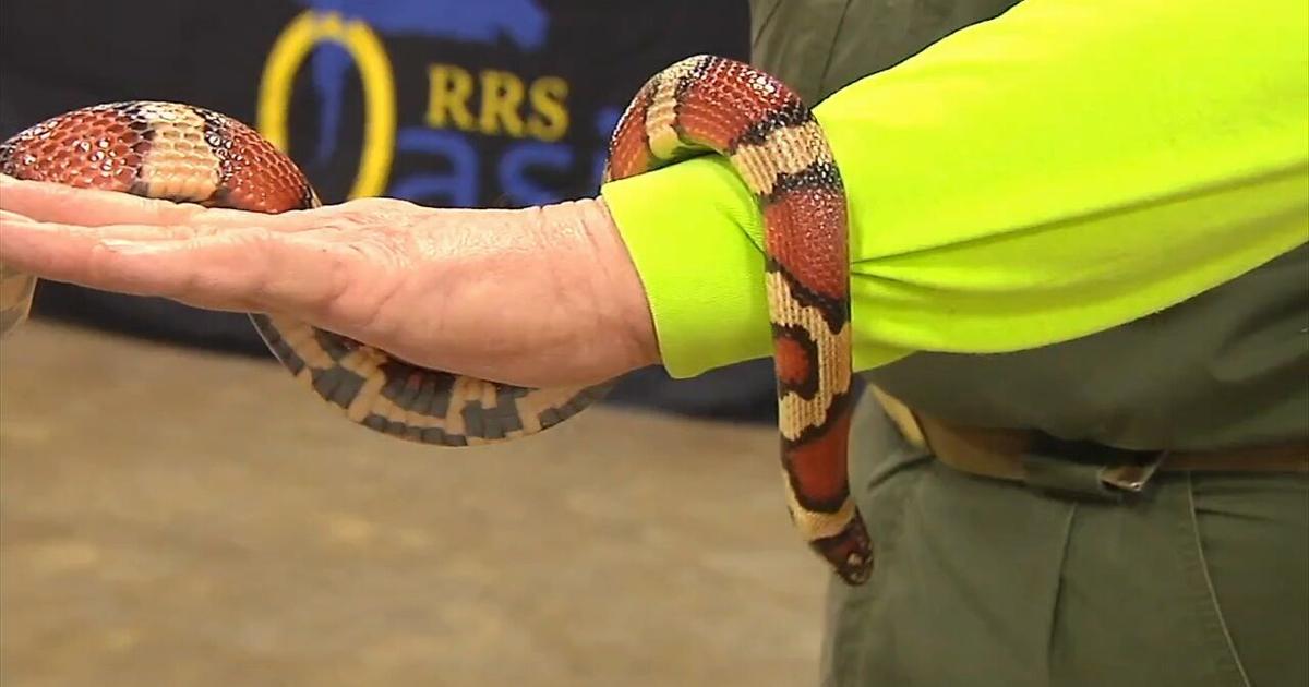 Popular event focused on pets set to draw families in from cold in Allentown | Allentown Area