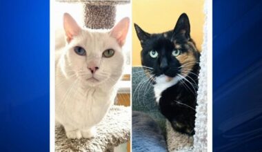 Furry Friends: Olaf, Elsa and Basil | Community