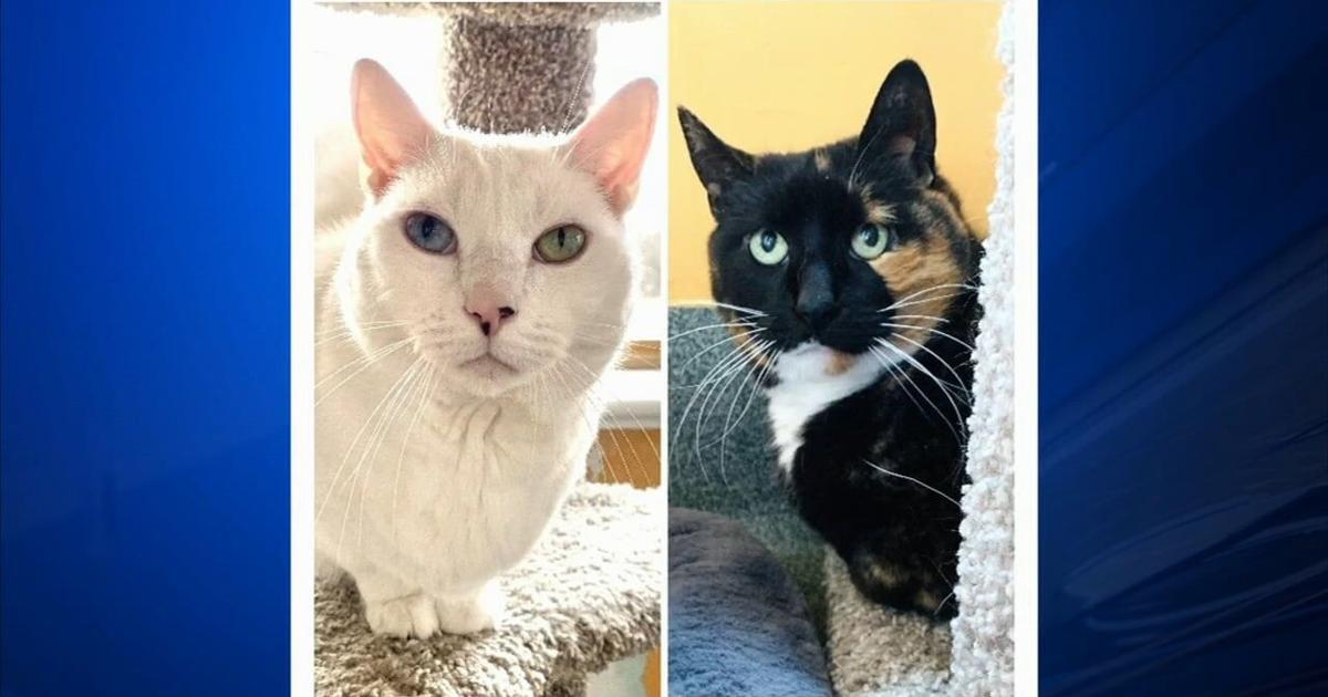 Furry Friends: Olaf, Elsa and Basil | Community