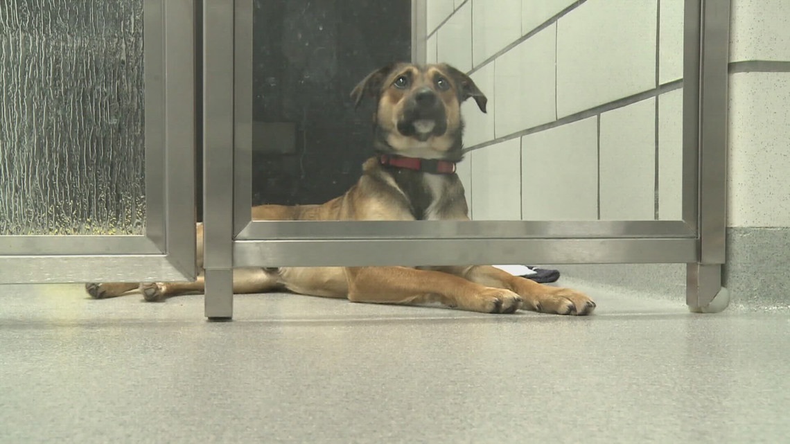 The SPCA Serving Erie County starts $25 adoption fee sale