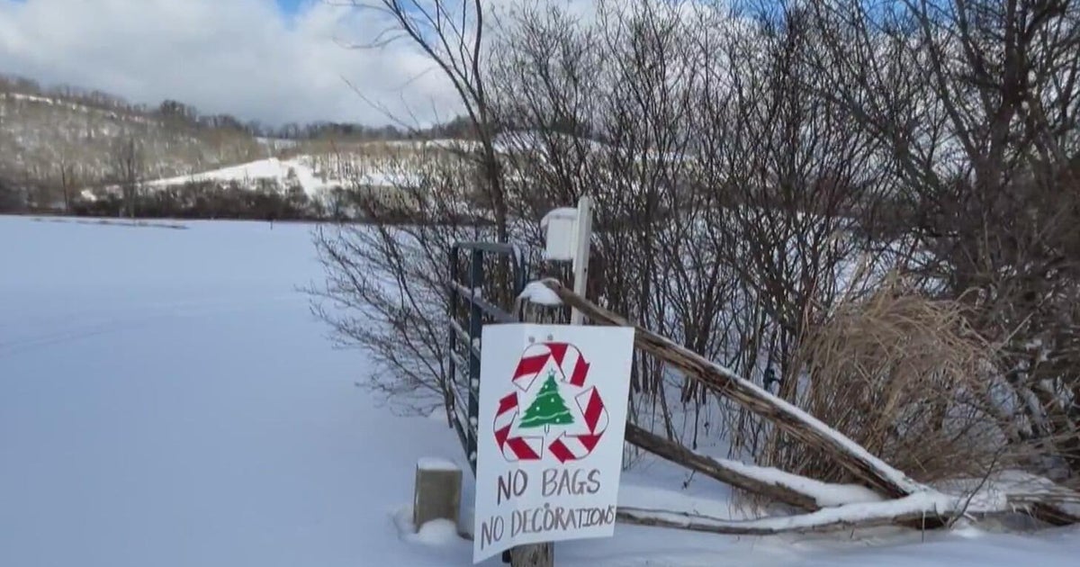 Recycling your Christmas tree comes with many benefits. Here's how you can do it.