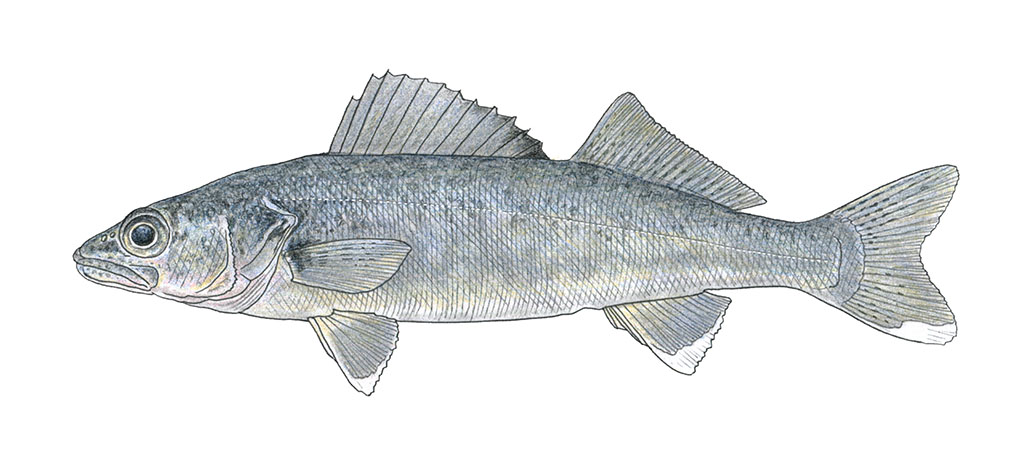 The blue pike: Fact vs. fiction of Lake Erie’s "Loch Ness Monster"