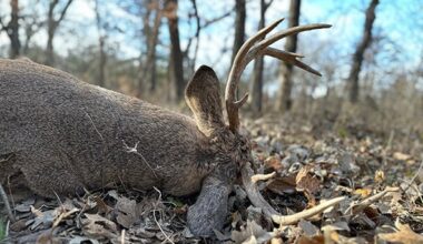 Tom Venesky: It’s time to update Pennsylvania's deer-tagging rule