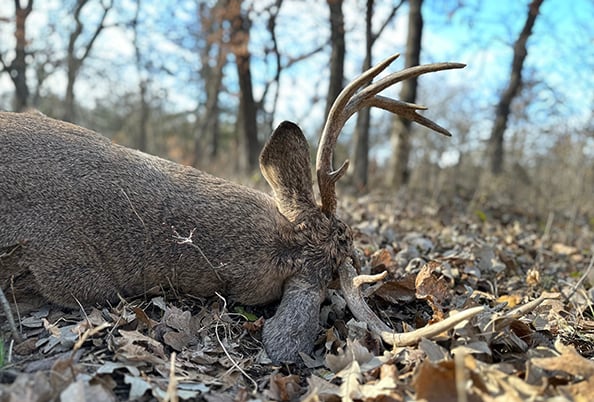 Tom Venesky: It’s time to update Pennsylvania's deer-tagging rule