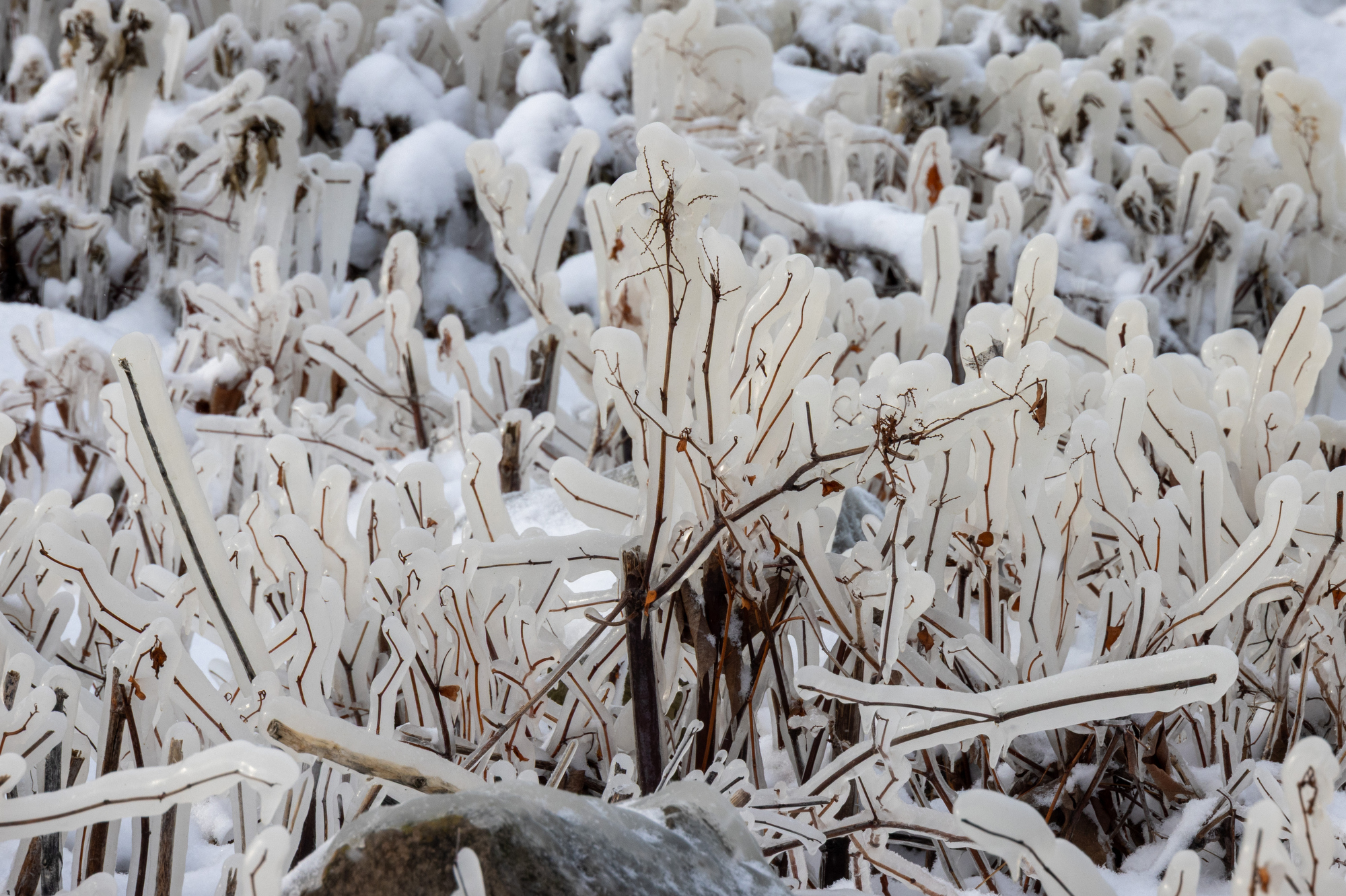 beautiful ice sculptures along the lake erie shoreline