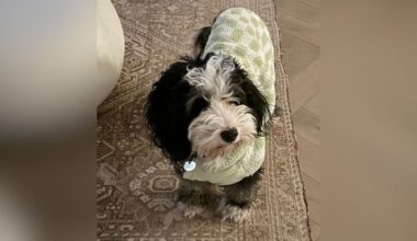 Fishtown dog found safe after going missing during snow storm – NBC10 Philadelphia