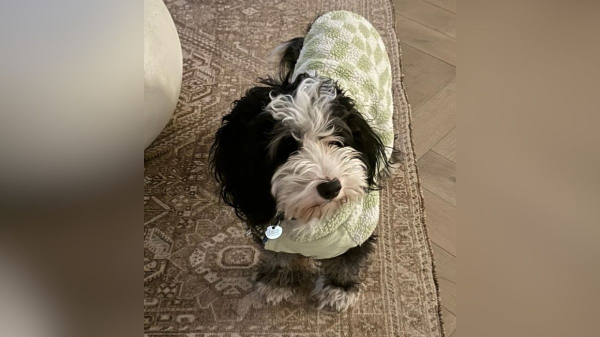 Fishtown dog found safe after going missing during snow storm – NBC10 Philadelphia