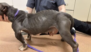 2 arrested after police seize 18 dogs, most emaciated, from Erie home