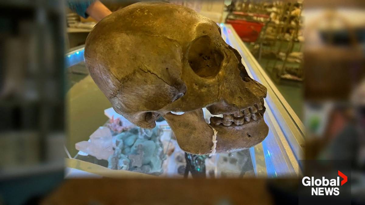 Click to play video: 'Human skull found amid Halloween decor in Florida thrift store'