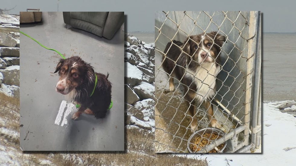 A Sheffield Lake firefighter rescued a dog that fell over a cliff into Lake Erie after...