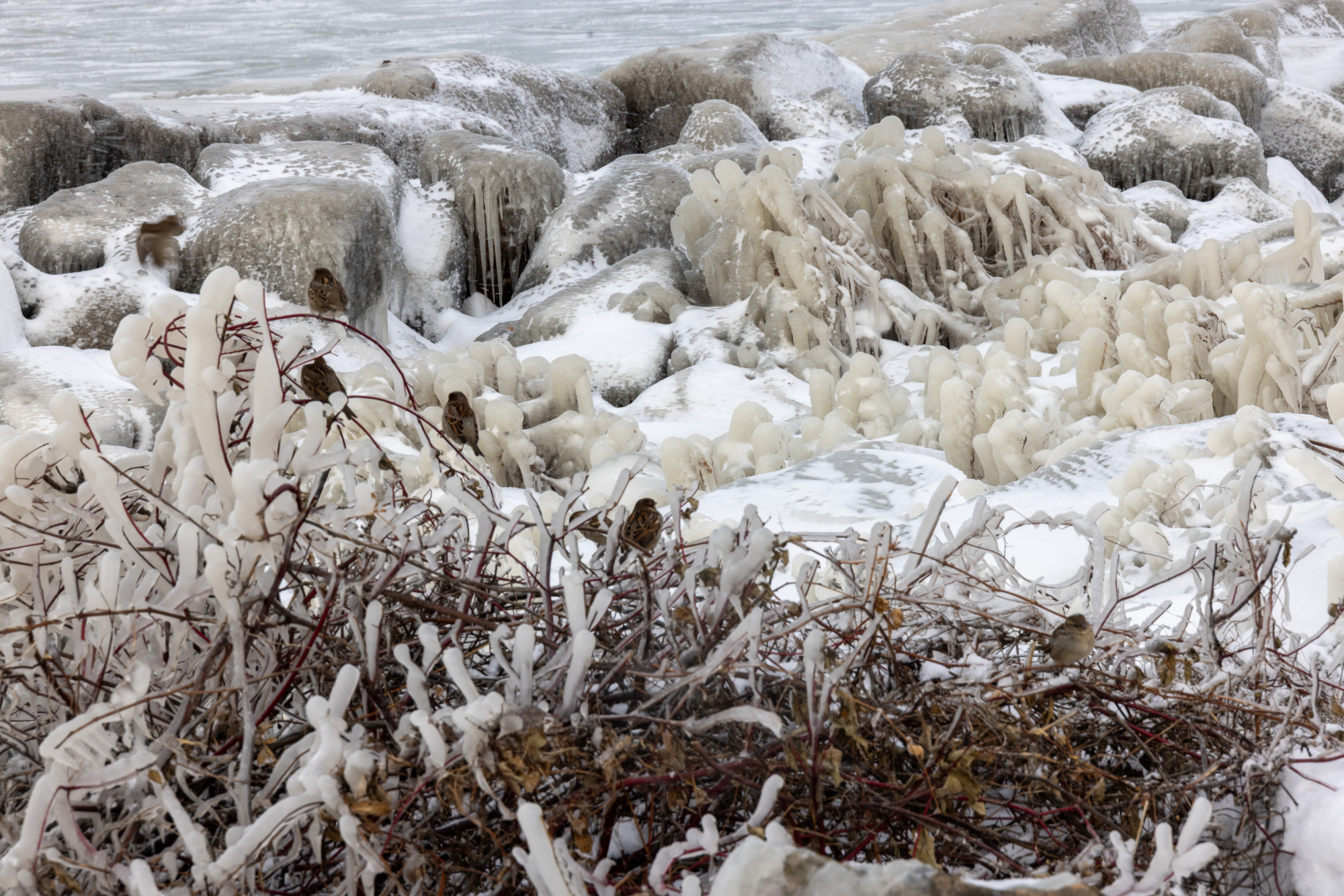 beautiful ice sculptures along the lake erie shoreline