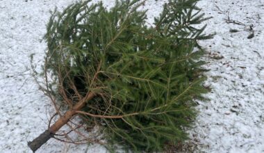 Scranton Christmas tree pickup continues next week; dry trees a fire risk