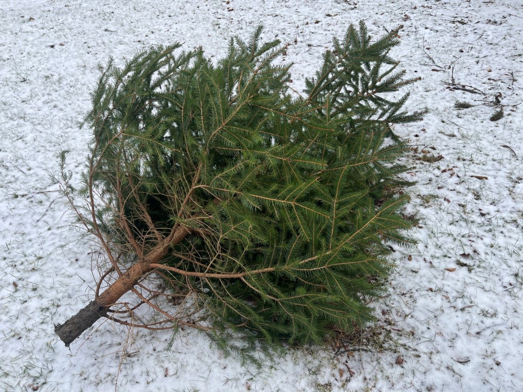 Scranton Christmas tree pickup continues next week; dry trees a fire risk