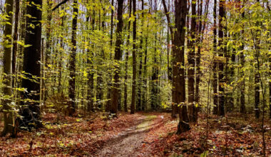 A winding dirt path through a vibrant forest with tall, green trees and scattered autumn leaves on the ground. Sunlight filters through the foliage, creating a serene, tranquil atmosphere in the wooded area.